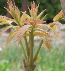 供应香椿种子 红油香椿种子 香椿种子价格