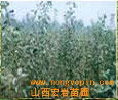 供苹果树，柿子树，枣树，杏树，桃树，山楂树，樱桃树 